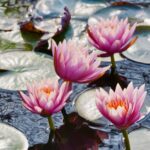 Prachtige tuin met een grote vijverbak, omringd door groene planten en bloemen voor een sfeervolle uitstraling.