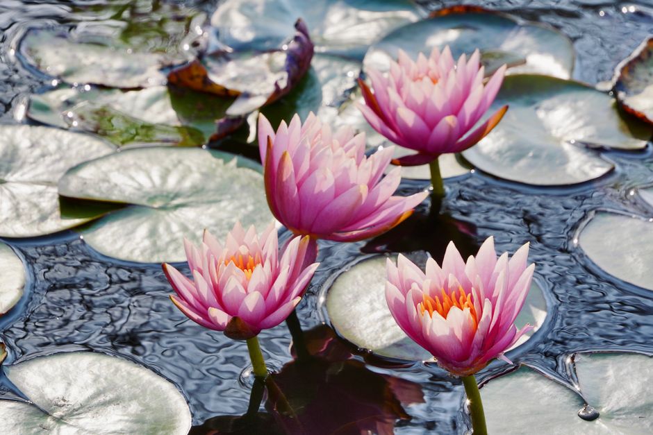 Prachtige tuin met een grote vijverbak, omringd door groene planten en bloemen voor een sfeervolle uitstraling.